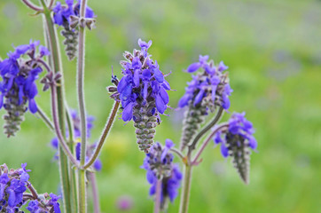 Nodding sage, Salvia nutans, pendant flowers and an ant attracted to their sweet juice