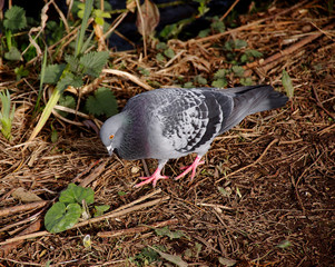 Pigeon in forest