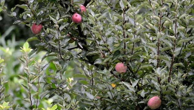 Apples on tree in Indian Hiamakayan village Kullu