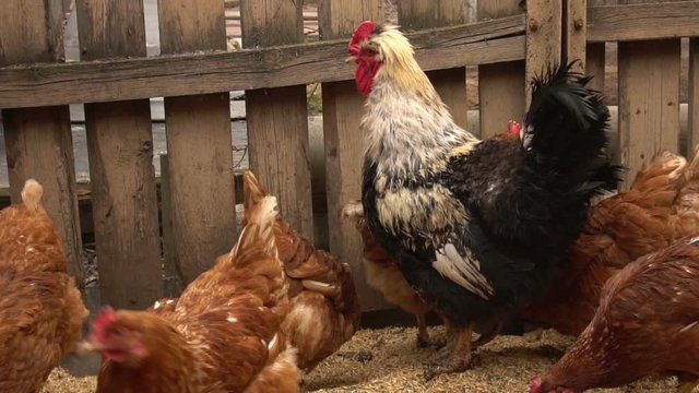 Cockerel and hens graze in a paddock. Slow motion