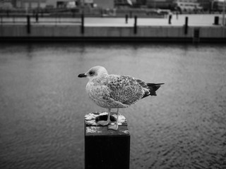 sea gull at the market place, helsinki, finland, Kauppatori