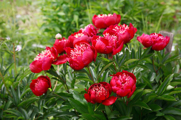 A blooming red peony bush in the garden.