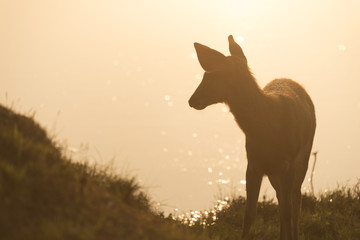 wildeer sunset, Khao Yai National Park. Thailand