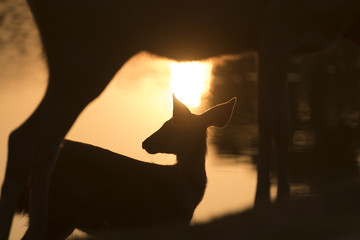 wild deer with sunset, Khao Yai