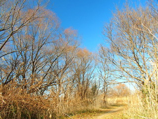 冬枯れの河川敷の道風景