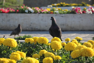 flowers and Pigeons
