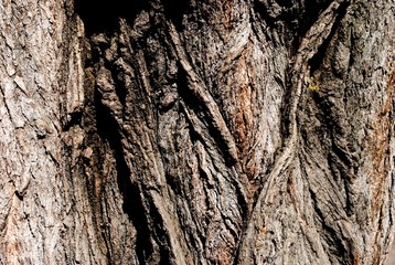 old poplar