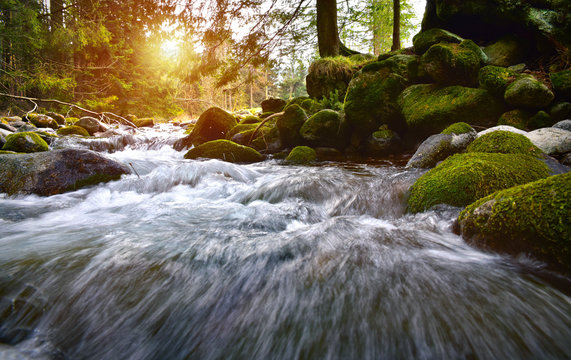 Forest Brook In The Tatra Mountain Forest