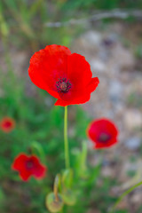 Red poppy flowers on a blurred background. Spring.