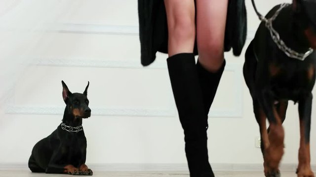 Fur and leather goods, girl wearing black fur coat and suede boots on high heels walks away with her doberman, holding dog on leather leash, dobermans wearing steel dog collars, domestic dogs in photo
