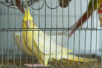 alone bird in cage