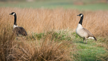 Canada Goose, Branta Canadensis