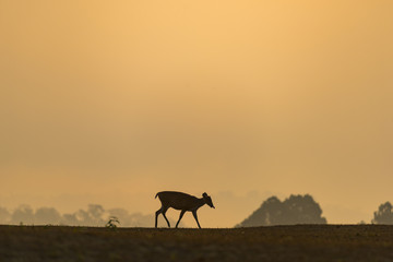 Fototapeta na wymiar barking deer sunset