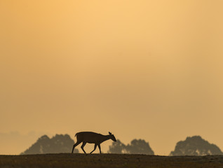 Fototapeta na wymiar barking deer sunset