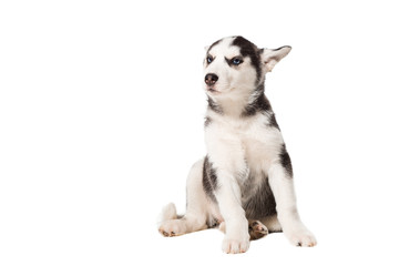 Siberian Husky puppy isolated on a white background