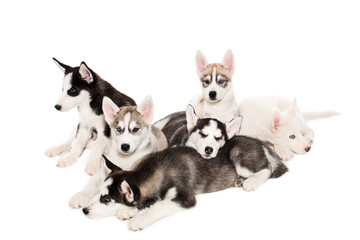 group of happy siberian husky puppies on white