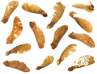 Many dried Sycamore Maple seed with natural fruit pod with wings in brown isolated on white...