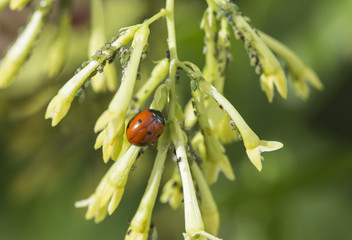 aphids in the nature