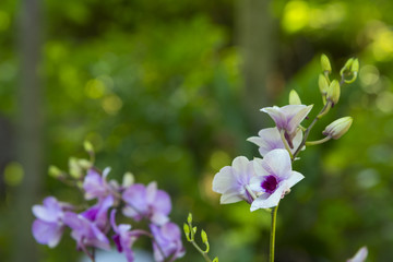 Orchids with nature background