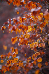 autumn background with branches and raindrops