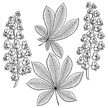 Chestnut flower leaf graphic black white isolated sketch illustration vector
