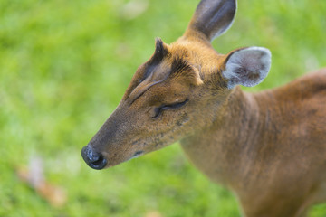 the barking deer with green background, Khao Yai National Park, Thailand