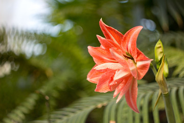 Orange flower