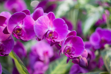 Fototapeta na wymiar Tropical Orchid