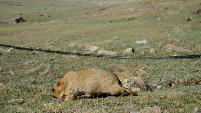 Groundhog feeding at green grass in Himalaya valley