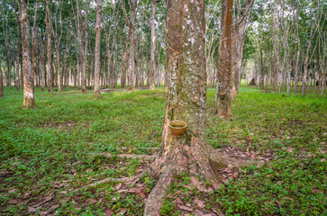Rubber Plantation in Malaysia
