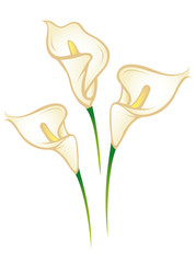 Beautiful lilies walltattoo  © Mareen Vandelay