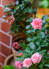 Pink roses in garden