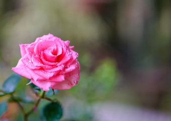 Pink color rose
