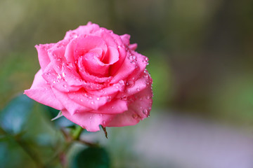 Pink color rose