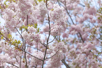Cherry blossom. Closeup on a tree branch.