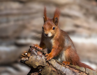 Naklejka na ściany i meble European red squirrel on a log