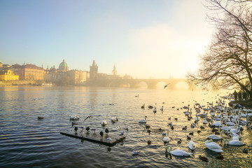 Naklejka premium Prague in Czech Republic