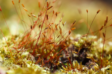 moss spores close up