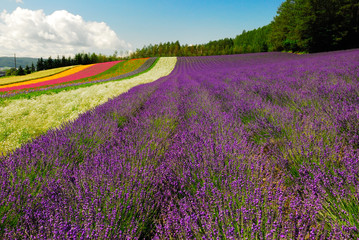 Naklejka premium ファーム富田