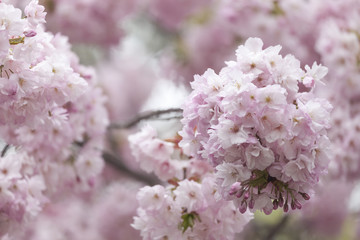 Cherry blossom. Closeup on a tree branch.