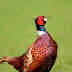Landscape with wild pheasant on a grassland in Devon, England