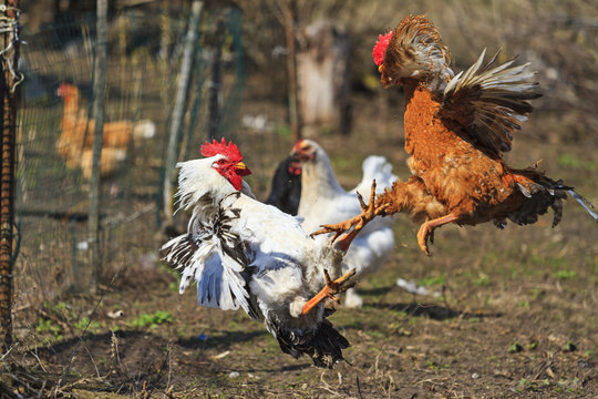 Cockfight in the backyard