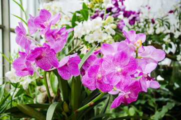 Purple orchid flower blossom in a garden