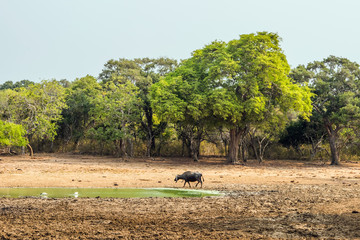 Old long horned wild buffalo at waterhole in Yala national park in Sri Lanka.