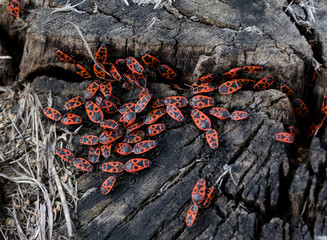 Group insects of the soldiers on the beam at different angles © Pankeev