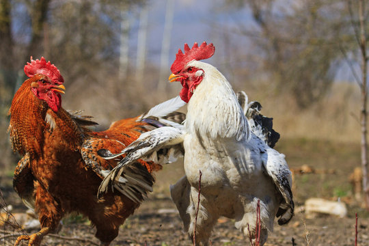 Red and white cock in battle