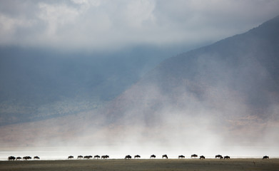 Fototapeta na wymiar Gnus wandern im Ngorongoro Krater