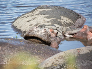 Flusspferde 
