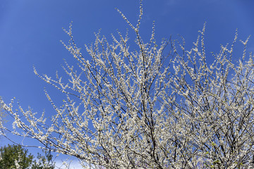 Cherry blossom on a tree branches