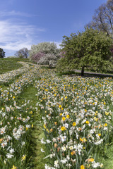 Blossoming garden during the spring